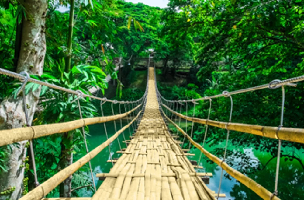 Best alternative uses for bamboo
