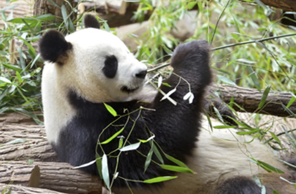 Why is bamboo so good for socks?