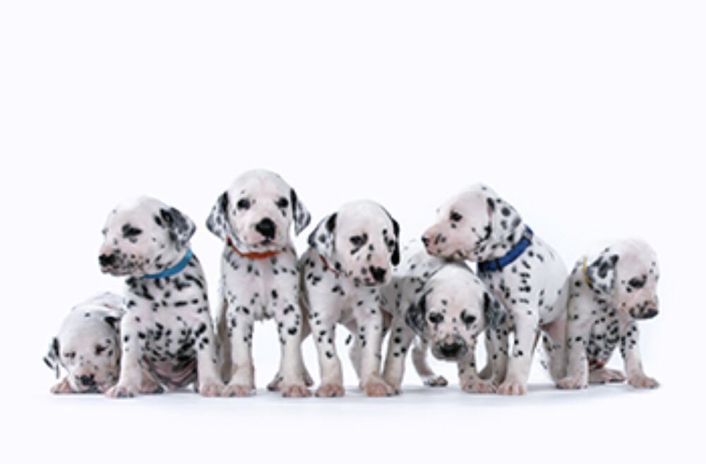 Everything you need to know about Cruella
