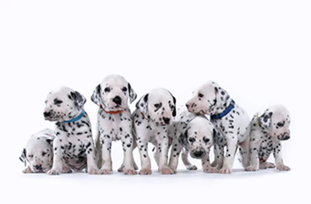 Everything you need to know about Cruella