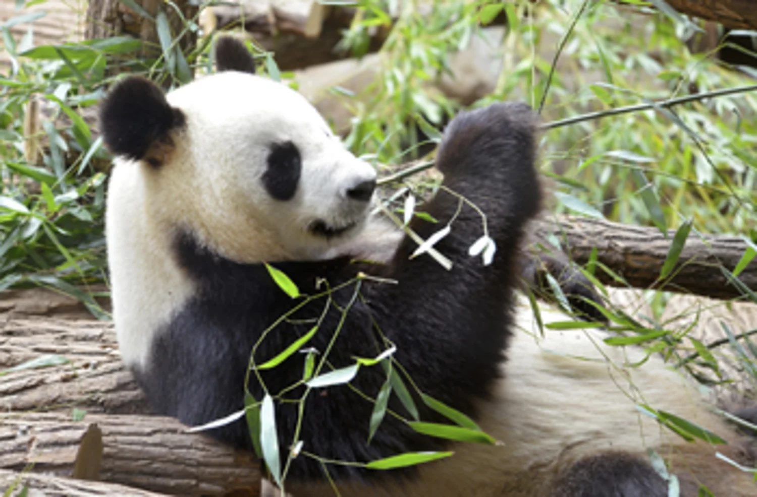 Why is bamboo so good for socks?