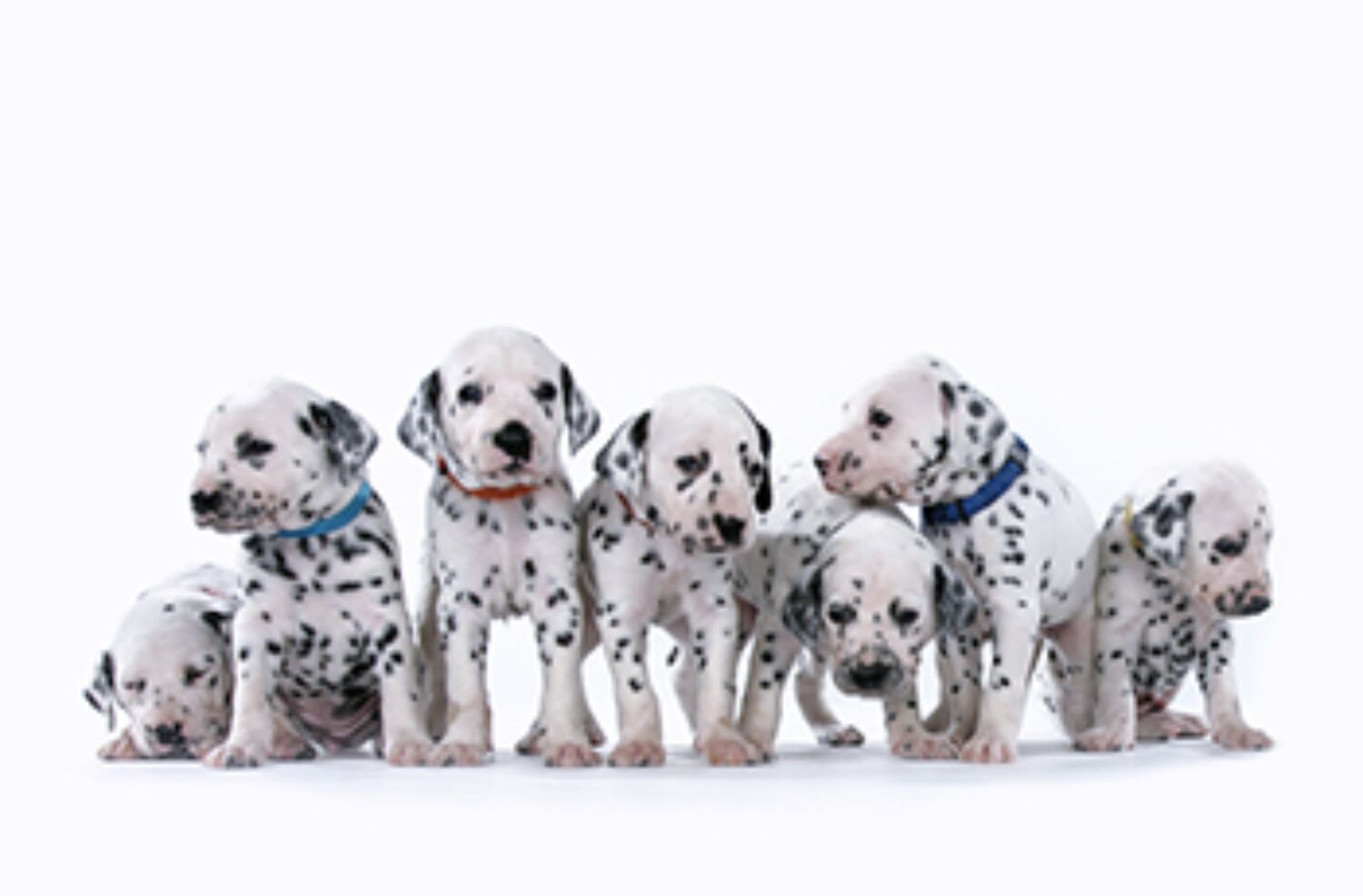 Everything you need to know about Cruella