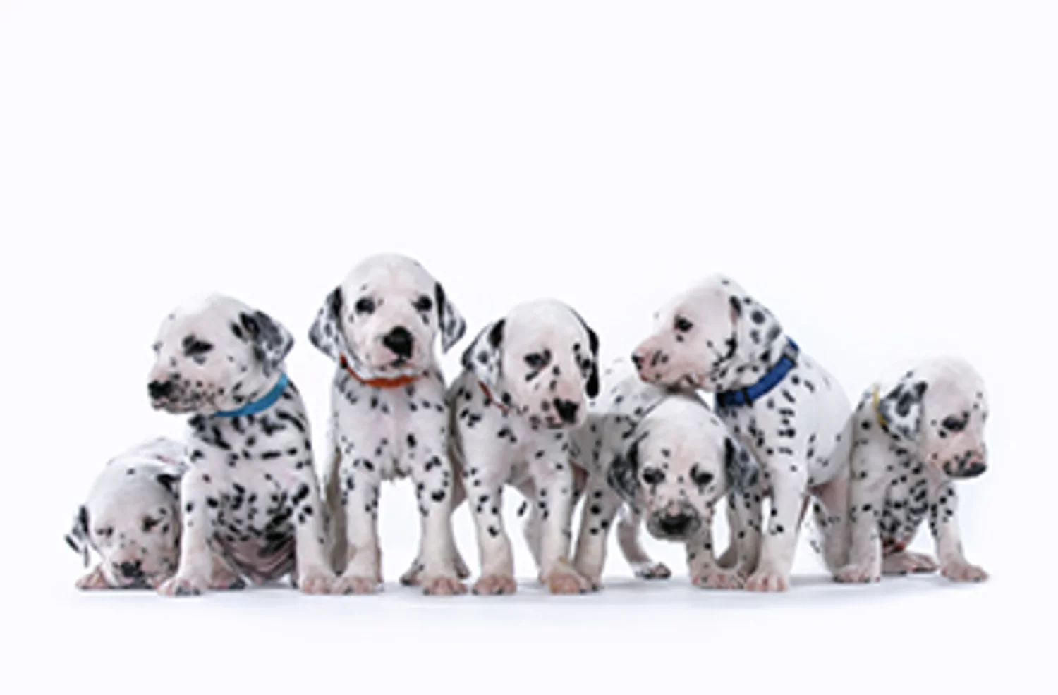 Everything you need to know about Cruella