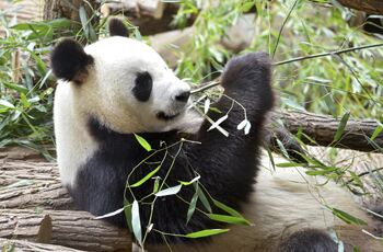 Why is bamboo so good for socks?