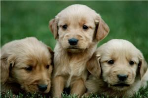 Socks: a dog's favourite non-food snack