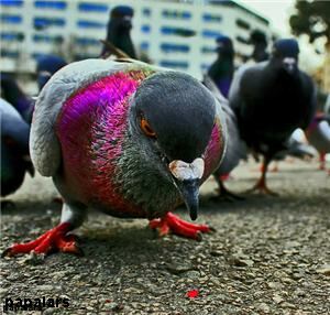 Tights-wearing pigeon fancier caught out in Oz