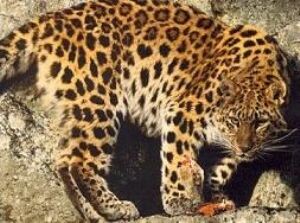 Animal print leggings 'continue funky trend'