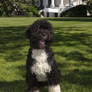 Bo Obama 'loves his socks'