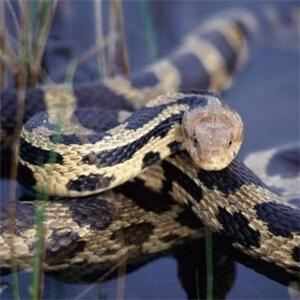 Snake thief attempts to sock it to customs