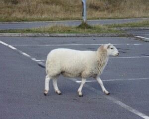Sheep socks - would ewe believe it?