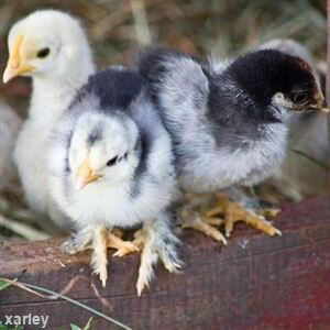Chick digs green socks