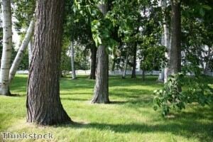 Trees with socks surprise Sammamish residents