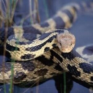 Man attempts to hide 50 snakes in socks