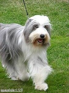 Man in tights wages war on dog owners
