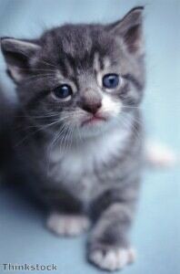 Tiny kitten given sock to sleep in