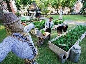 Tights 'are secret to good scarecrow'