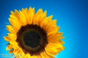 Charity walkers pin sunflowers to underwear