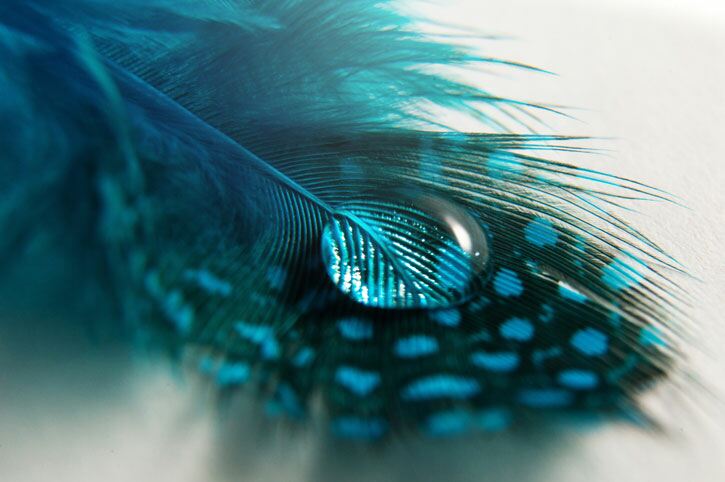 Feathers