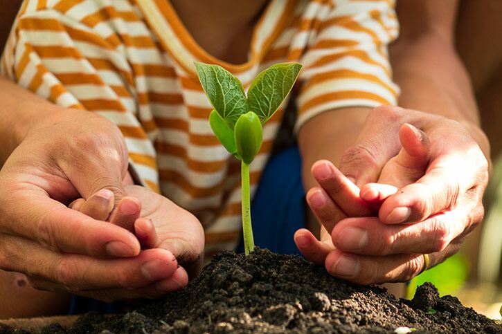 The easiest food to grow with the kids The easiest food to grow with the kids
