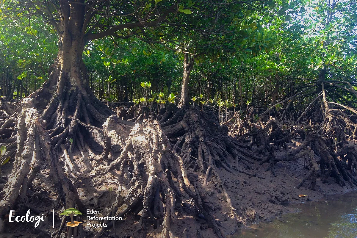 Ecology - choose to plant a tree!