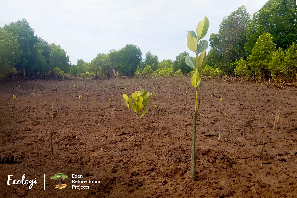 Ecology - choose to plant a tree!