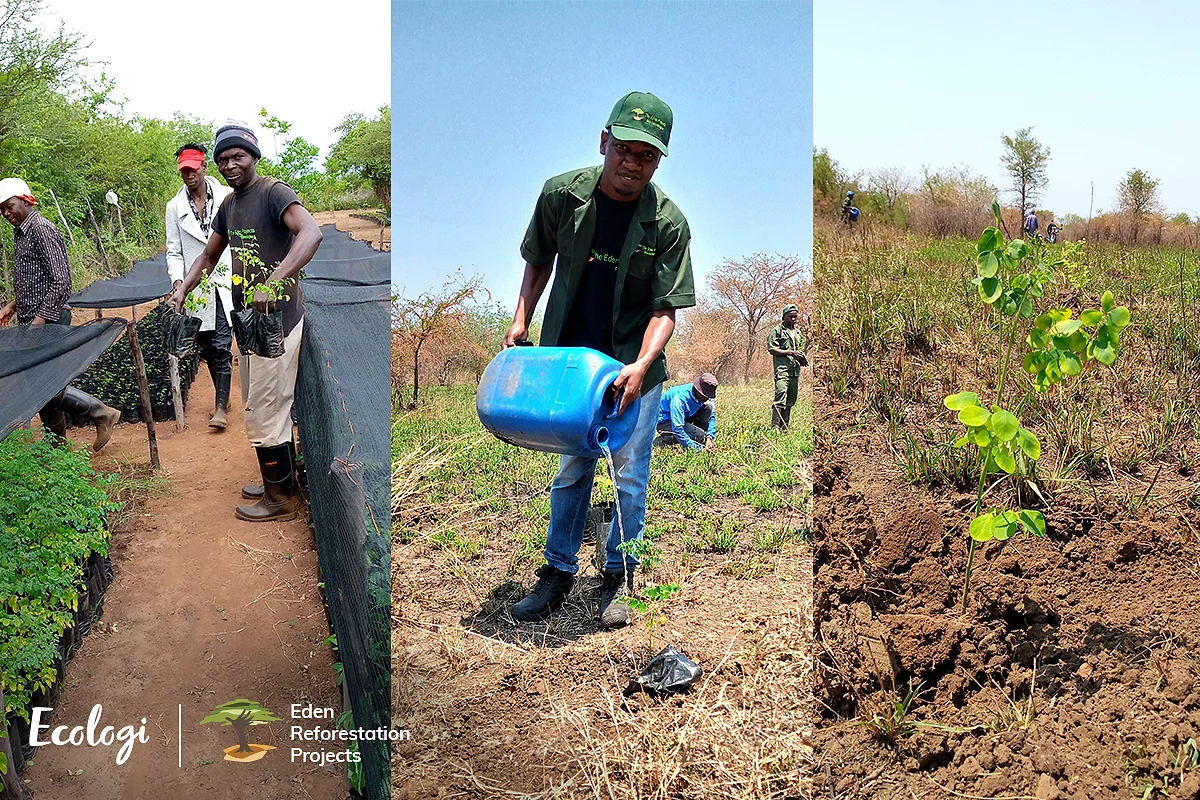 Ecology - choose to plant a tree!
