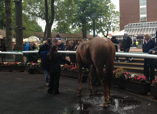 Postcript, the winner of the SockShop Handicap Stakes (not the best angle!)