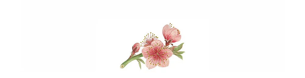 SOCKSHOP x THE ROYAL HORTICULTURAL SOCIETY